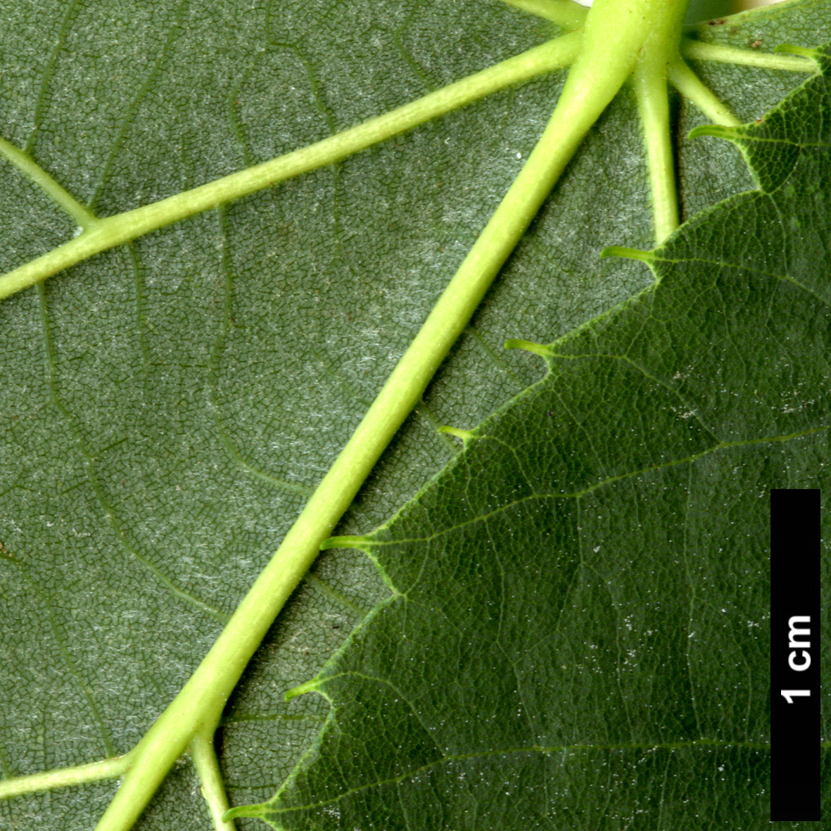 High resolution image: Family: Malvaceae - Genus: Tilia - Taxon: platyphyllos × T.tomentosa